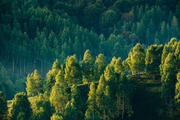 sustainable timber forest